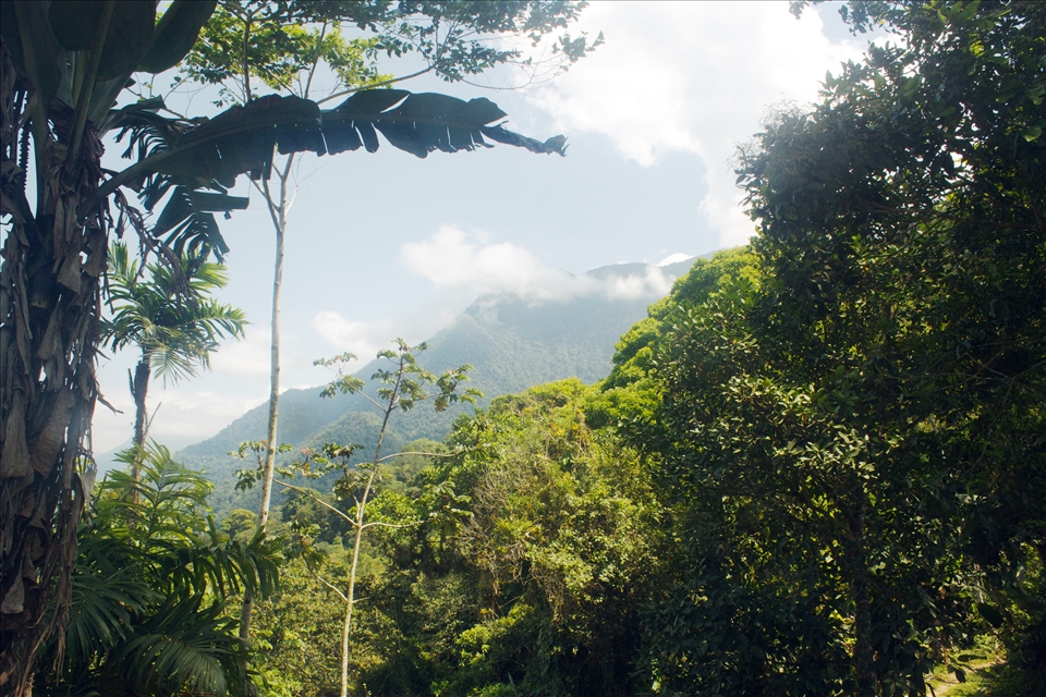 A view of the Colombian rainforest