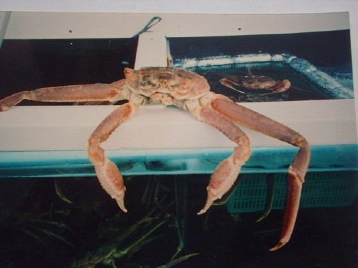 this 'wopper' crab easily fed two people