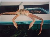 this 'wopper' crab easily fed two people: by rogerinkorea, Views[314]
