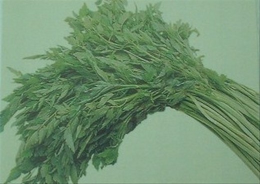  'Minarli' - Korean Cress
