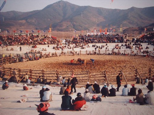 bull fighting ring