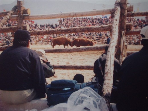 bulls battling head to head