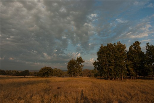 Beneath the grass:

A century ago, this was the forest that inspired British novelist Rudyard Kipling to write the ‘Jungle Book’. Today, on the meadows of Kanha, only 3 of the 17 variety of grass once found here survive. Being one of the areas with the highest tiger density in the world, these seemingly small changes can deeply impact the deer population – the tiger’s main prey in these woods.
