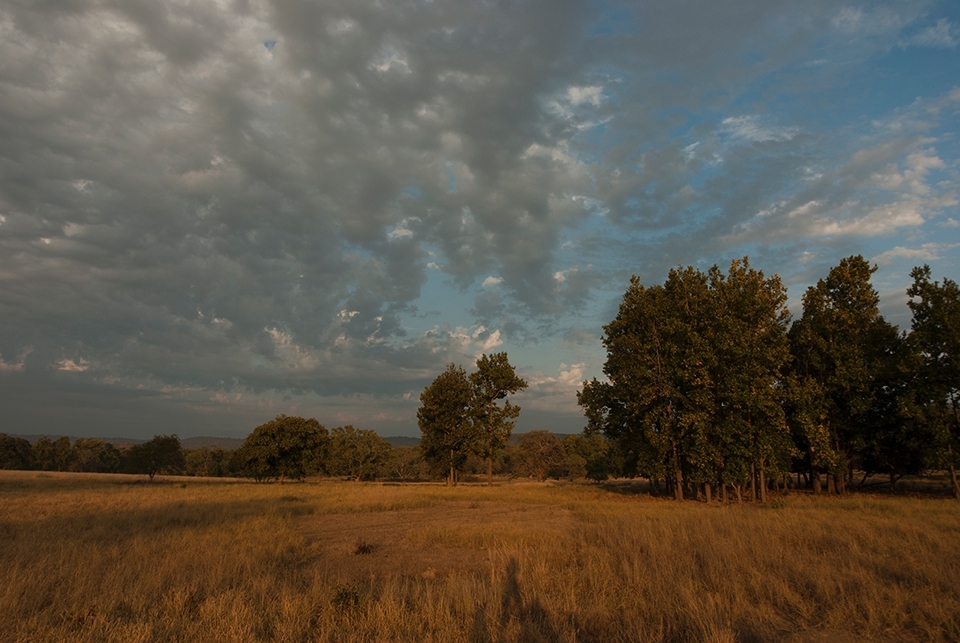Beneath the grass:

A century ago, this was the forest that inspired British novelist Rudyard Kipling to write the ‘Jungle Book’. Today, on the meadows of Kanha, only 3 of the 17 variety of grass once found here survive. Being one of the areas with the highest tiger density in the world, these seemingly small changes can deeply impact the deer population – the tiger’s main prey in these woods.
