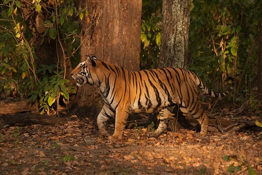 Langra:

The one who limps – is a dominant male tiger from Kanha, who injured his paw in a fight over territory. There are far more male tigers in Kanha than females, prompting infighting and killing of cubs to bring the latter back into the breeding cycle. This also results in male tigers here having unnaturally large territories, increasing the risk of human contact and poaching.   
