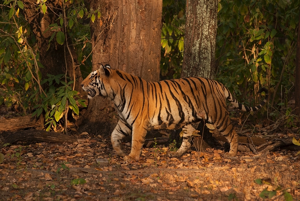 Langra:

The one who limps – is a dominant male tiger from Kanha, who injured his paw in a fight over territory. There are far more male tigers in Kanha than females, prompting infighting and killing of cubs to bring the latter back into the breeding cycle. This also results in male tigers here having unnaturally large territories, increasing the risk of human contact and poaching.   
