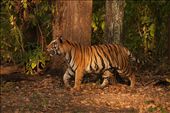 Langra:

The one who limps – is a dominant male tiger from Kanha, who injured his paw in a fight over territory. There are far more male tigers in Kanha than females, prompting infighting and killing of cubs to bring the latter back into the breeding cycle. This also results in male tigers here having unnaturally large territories, increasing the risk of human contact and poaching.   
: by rohanchakravarty, Views[2020]