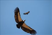 Vanishing Vermin:

Two decade ago, White Rumped Vultures were so numerous in India that they were almost considered vermin. Today, poisoned by DICLOFENAC, a painkiller administered to cattle, their population has plummeted by over 90%. But in Kanha, they are safe because the park has few cows and breeding pairs of the critically endangered scavenger are often spotted high up on Sal (Shorea robusta) trees. 
: by rohanchakravarty, Views[1035]