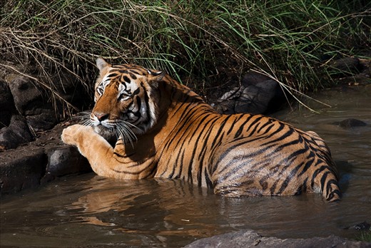On the edge:

Kisli-Patta Wala Male, or the male from the Kisli area, was once an often-sighted occupant of the Kanha’s forests that lie closest to the village settlements. But for the last 18 months, his large distinctive pugmarks have gone missing.  Young, dominant tigers usually don’t simply disappear, unless they are poisoned, electrocuted, trapped or shot by poachers, especially on the fringes of the forest. 

