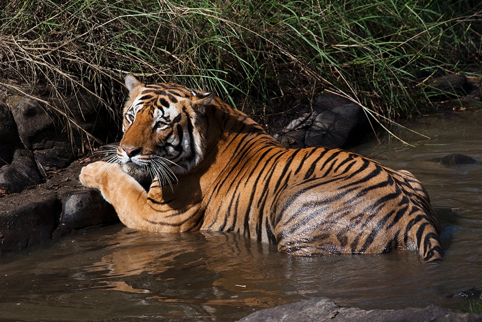 On the edge:

Kisli-Patta Wala Male, or the male from the Kisli area, was once an often-sighted occupant of the Kanha’s forests that lie closest to the village settlements. But for the last 18 months, his large distinctive pugmarks have gone missing.  Young, dominant tigers usually don’t simply disappear, unless they are poisoned, electrocuted, trapped or shot by poachers, especially on the fringes of the forest. 
