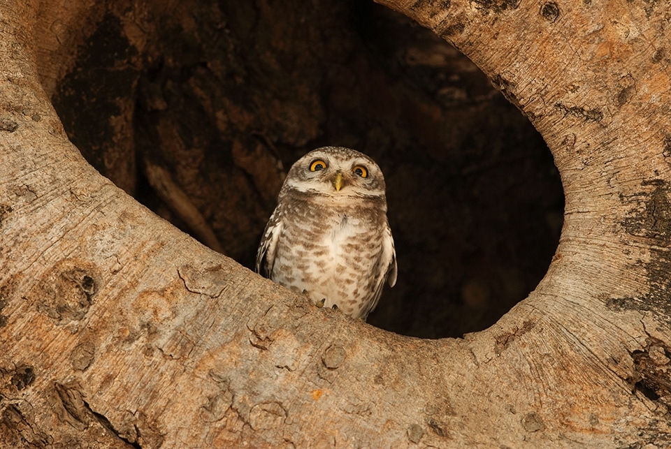 Ignored Inhabitant:

Thousands troop into Kanha every year, mostly for a fleeting glimpse of the elusive tiger, ignoring much else including the forest’s rich birdlife. This Spotted Owlet, for instance, occupies a Banyan tree once inhabited by a Barn Owl and shares it with up to five other Owlets. Often, in the clamor for tiger spotting, few pay attention to smaller, ignored species in vital need for protection.  
