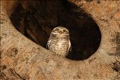 Ignored Inhabitant:

Thousands troop into Kanha every year, mostly for a fleeting glimpse of the elusive tiger, ignoring much else including the forest’s rich birdlife. This Spotted Owlet, for instance, occupies a Banyan tree once inhabited by a Barn Owl and shares it with up to five other Owlets. Often, in the clamor for tiger spotting, few pay attention to smaller, ignored species in vital need for protection.  
: by rohanchakravarty, Views[2165]