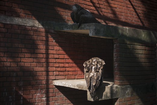 An awkward red home for White Rumped Vultures(Gyps bengalensis) 