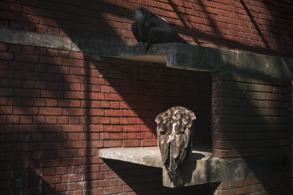 An awkward red home for White Rumped Vultures(Gyps bengalensis) 