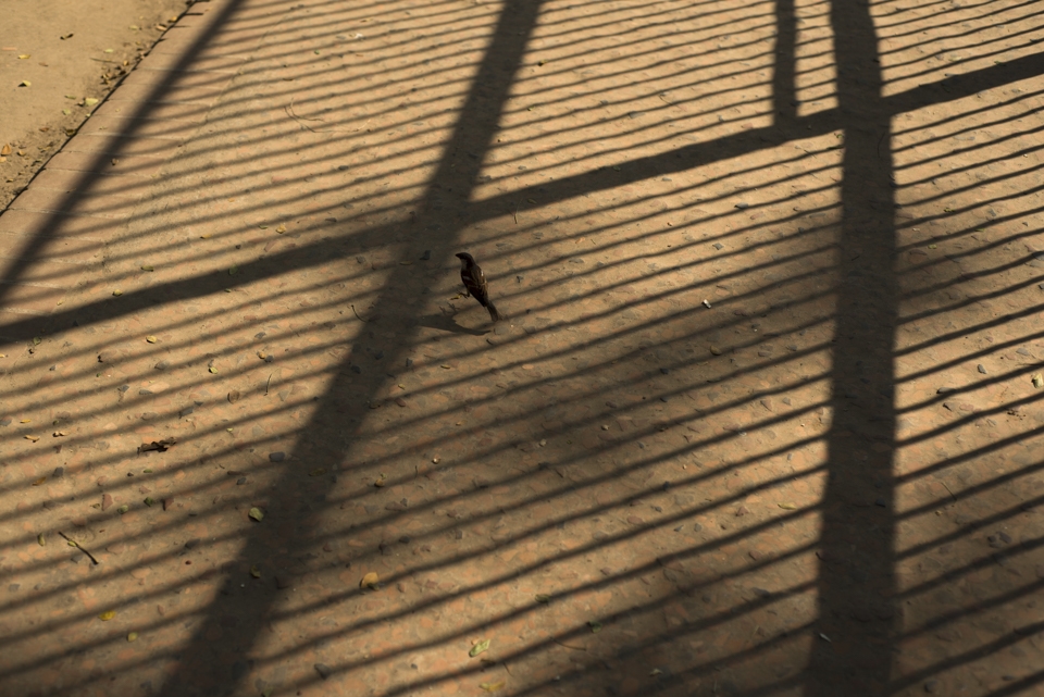 A sparrow where he supposedly belongs