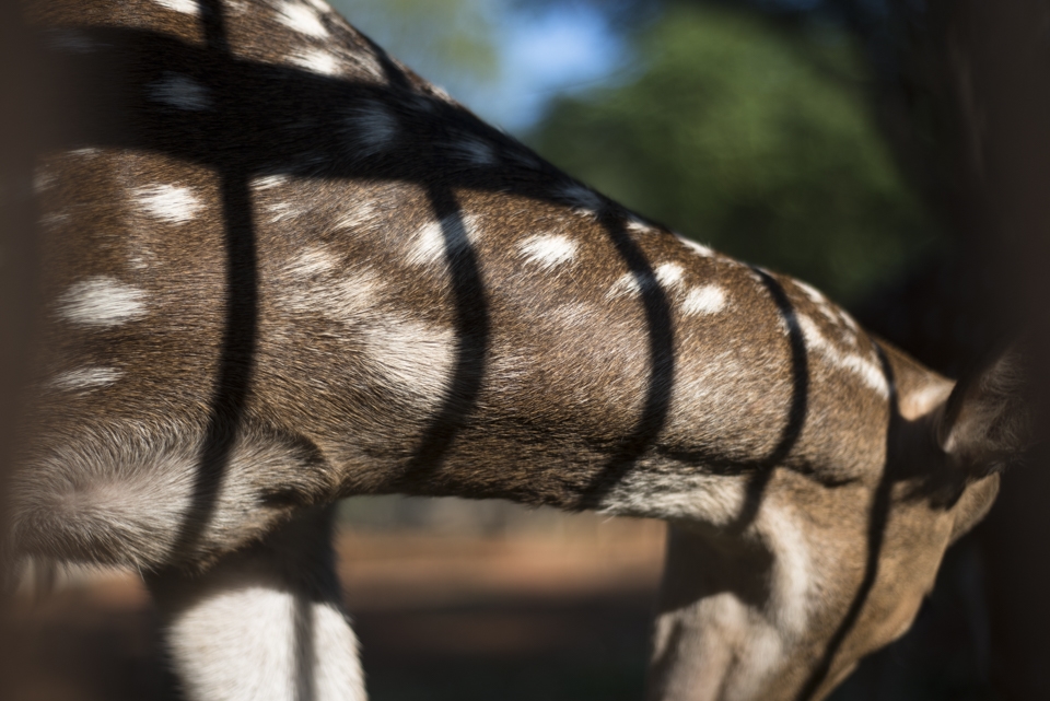 Chital (Axis deer) tainted by the shackles of iron bars 