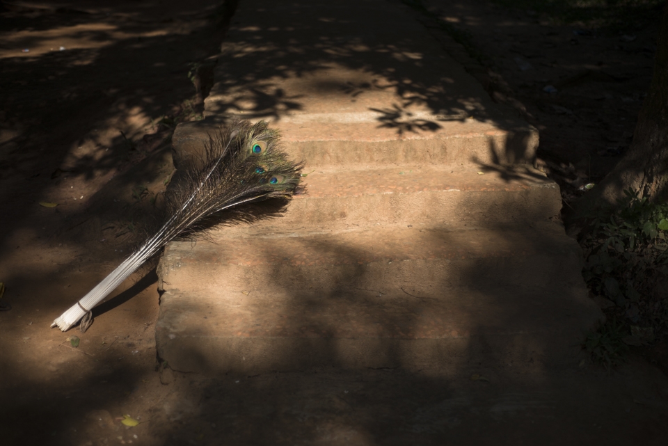 Illegal peacock feathers within the premises, reflection of true intentions