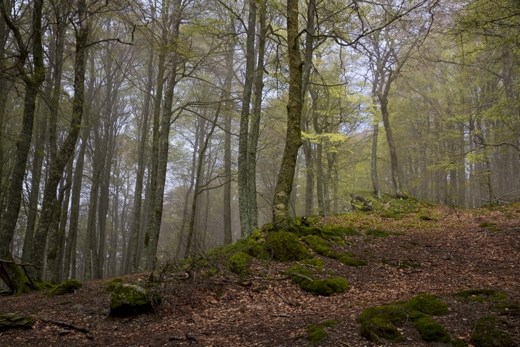 Pilgrims have been walking the Camino de Santiago for centuries, for religious, spiritual and personal reasons. The path of enlightenment and a sense of clarity in daily life is something that many aim to be rewarded with after their journey.