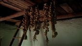 A typical garlic twist made by my grandma: by romania, Views[187]