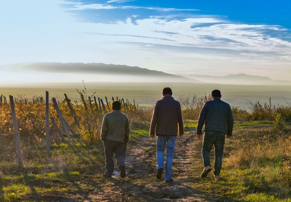 these guys were checking the grapes in their vineyards,an important wine area called Panciu,Focsani,Romania.