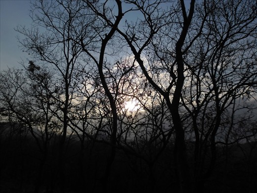 The sky morning of trees 

In Michiru montain  south of Malawi the people like the trees are lit up from the sun, they  wake up with the look of the bright star that will guide them during the day..
