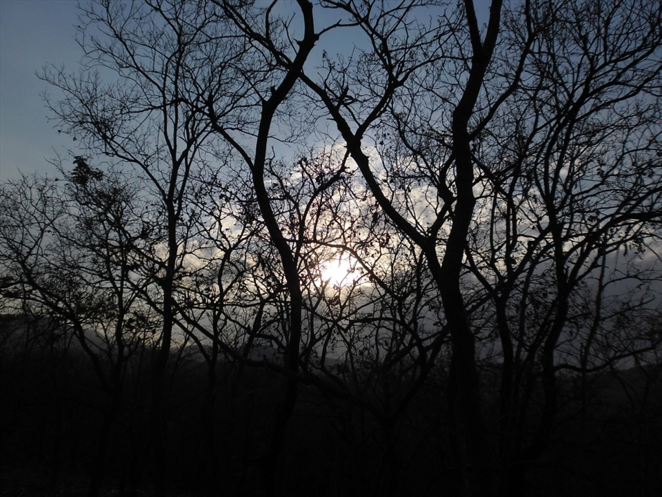 The sky morning of trees 

In Michiru montain  south of Malawi the people like the trees are lit up from the sun, they  wake up with the look of the bright star that will guide them during the day..
