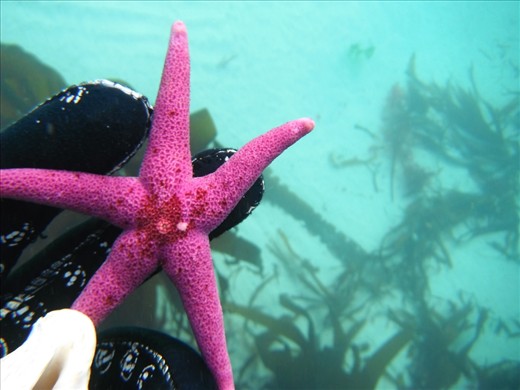 Bloody Henry, the name says it all! Its Vibrancy standing out against the pale blue back drop of the Irish sea.