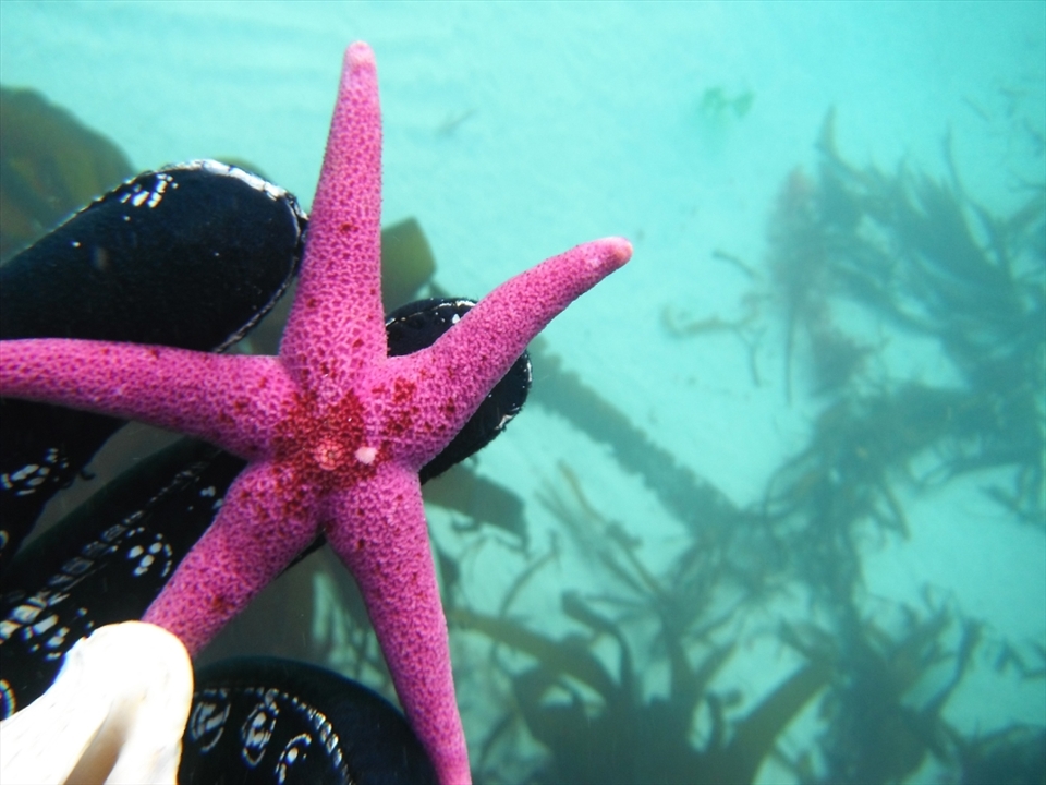 Bloody Henry, the name says it all! Its Vibrancy standing out against the pale blue back drop of the Irish sea.