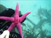 Bloody Henry, the name says it all! Its Vibrancy standing out against the pale blue back drop of the Irish sea.: by ronanc, Views[457]