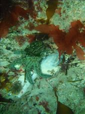 by ronanc, Views[151]