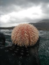 by ronanc, Views[151]