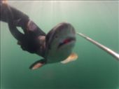 during a spearfishing trip i came across this little guy who was so friendly you could reach out and hold him!: by ronanc, Views[187]