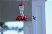 Humming bird, so very hard to photograph as an amateur.: by rorylangman, Views[236]
