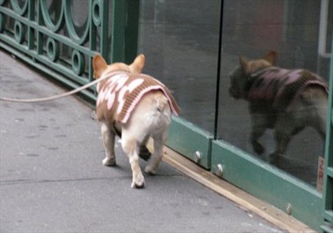 A New York dog..can you believe it? Her name was Peaches apparntly..