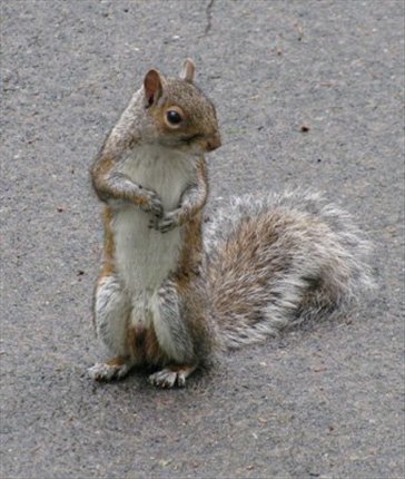An acquaintance in Central Park: The Ninja Squirrel that would not fear anything and would let us come oh so close.