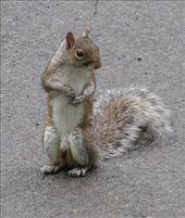 An acquaintance in Central Park: The Ninja Squirrel that would not fear anything and would let us come oh so close.: by royandania, Views[341]