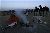 At Puskar Cattle Fair, People stays all the night under the open sky in cold.: by royjayanta2, Views[378]