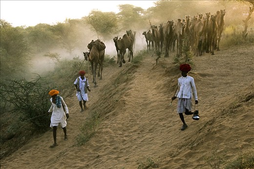  Poor peoples from remote village comes by walk at the fair to sale their Camels