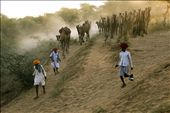  Poor peoples from remote village comes by walk at the fair to sale their Camels: by royjayanta2, Views[286]