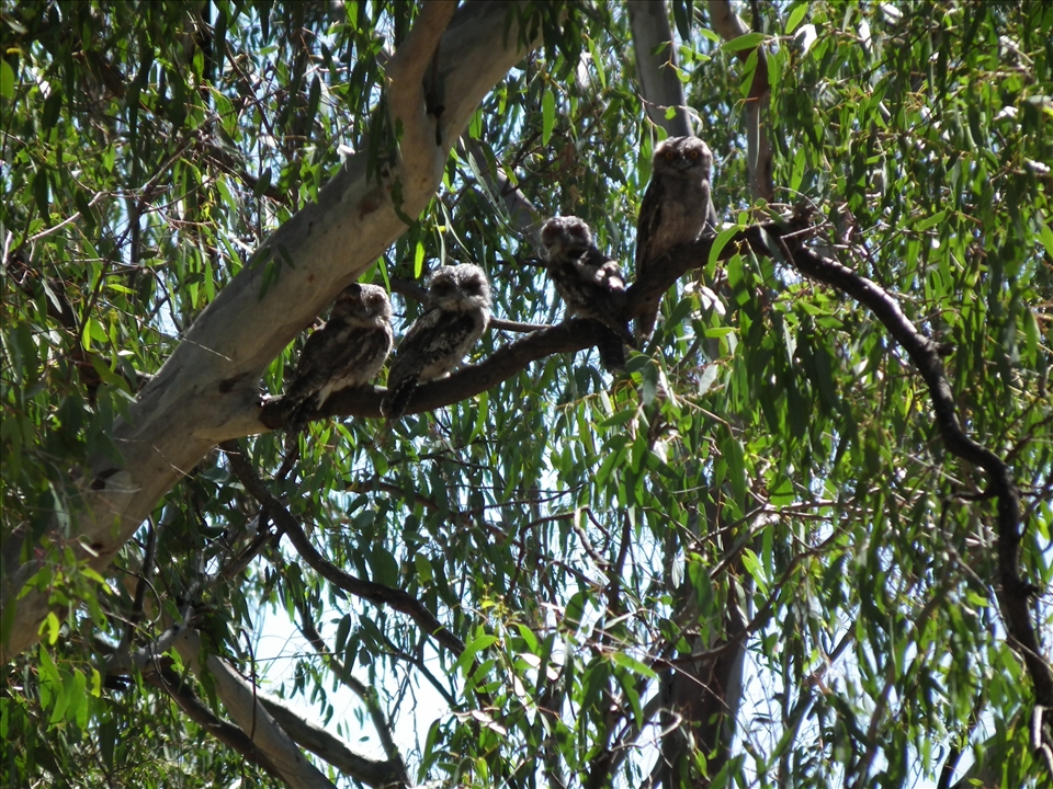 Holiday at yarrawonga came across 4 tawny frog mouth  birds kicking back