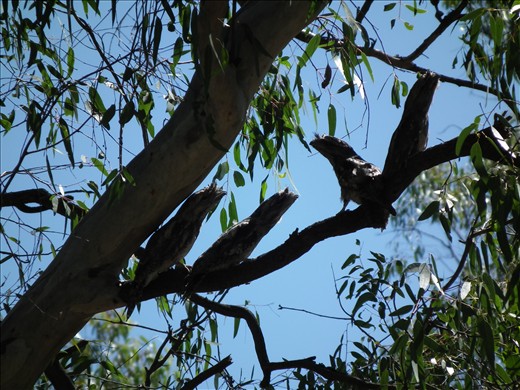 4 tawny frog mouth birds in hiding