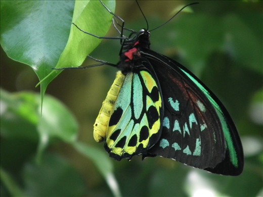  Butterfly showing off his beauty