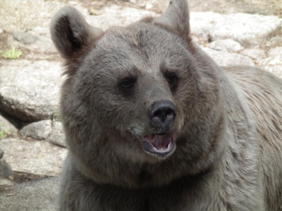 What can l get up to 