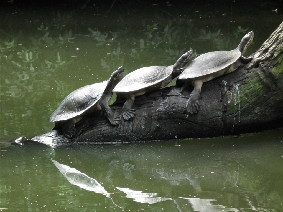 Three turtles sun baking