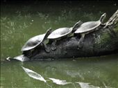 Three turtles sun baking: by rozzi, Views[365]