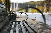 Traveling throughout the English countryside we stumbled upon Lake District. With the use of my 50mm lens “Unoccupied” was produced encompassing one of the lakes, a duck, and the chair. This shot illustrates the beauty that can be found in random places in the UK and I love it for just that.: by rpmitchell, Views[495]
