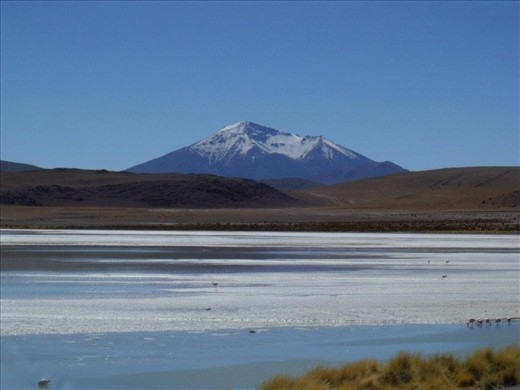 Flamingos in the Laguna Colorada - Bolívia