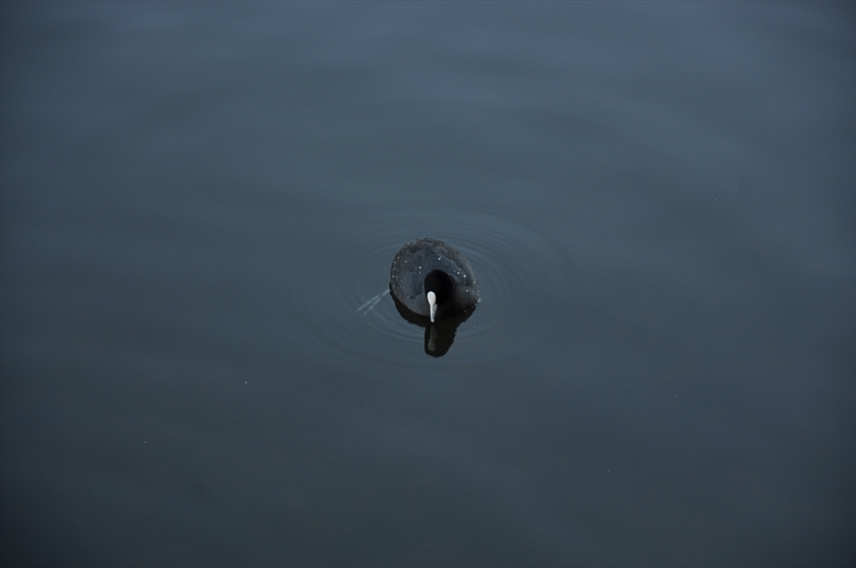 Even ducks can be at peace 