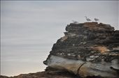 Even the seagulls need rest from flying: by rsoriano, Views[163]