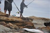 Fish against man: by rsoriano, Views[220]